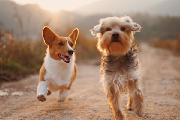 Veterinário abraçando cachorro